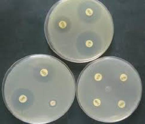  پاورپوینت  هاگ spore(میکروب شناسی)