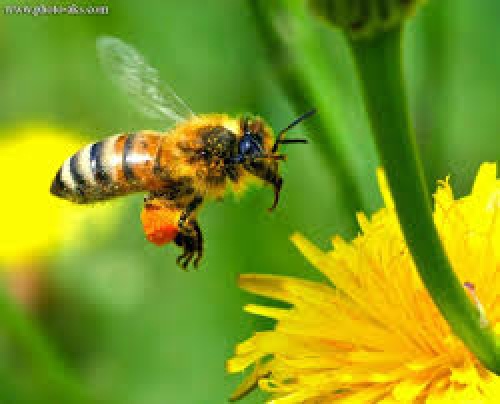دانلود فایل دانلود تحقیق درباره زنبورها 