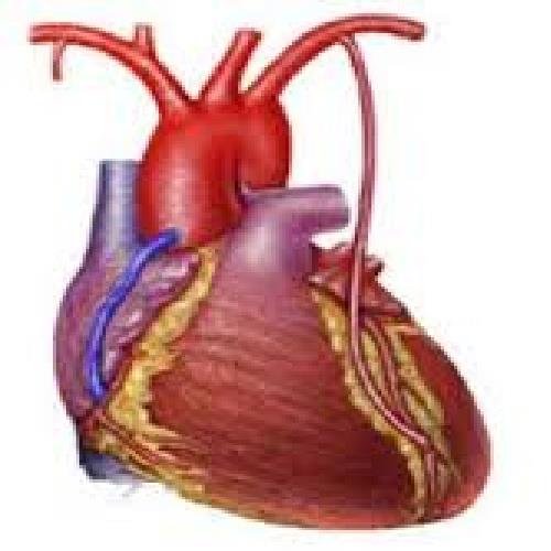 دانلود فایل پاورپوینت درباره پرستاری بیماری های قلب و عروق