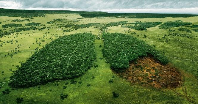 پاورپوینت در مورد جنگل زدایی مرگ سبز