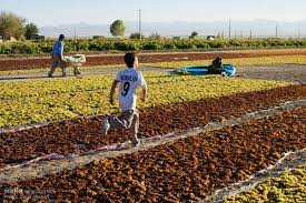 پاورپوینت روستای تیتکانلو