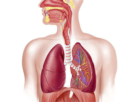 پاورپوینت دستگاه تنفسی انسان